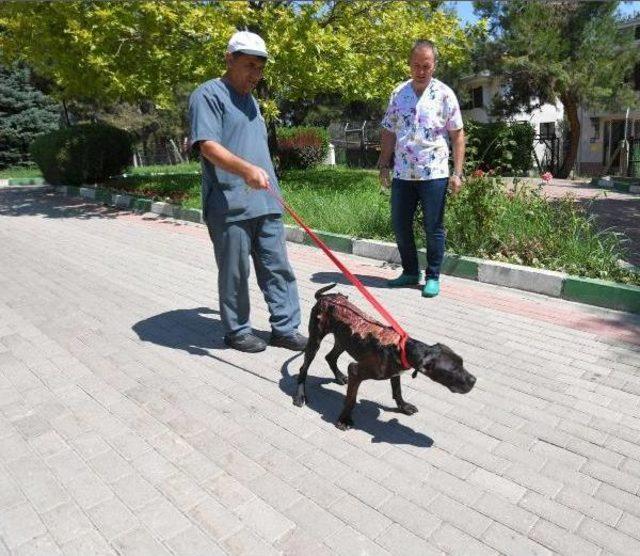 Üzerine Kızgın Su Dökülen Köpek Tedaviye Alındı