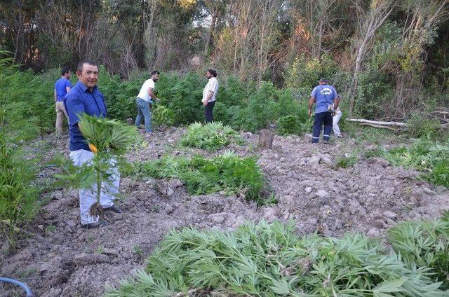 Başkent’te Son Yılların En Büyük Kenevir Operasyonu