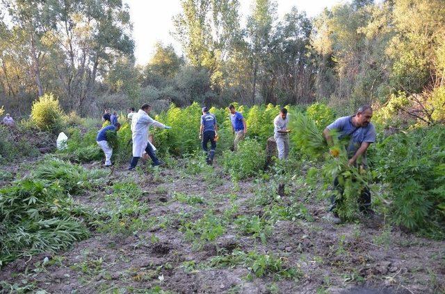 Başkent’te Son Yılların En Büyük Kenevir Operasyonu