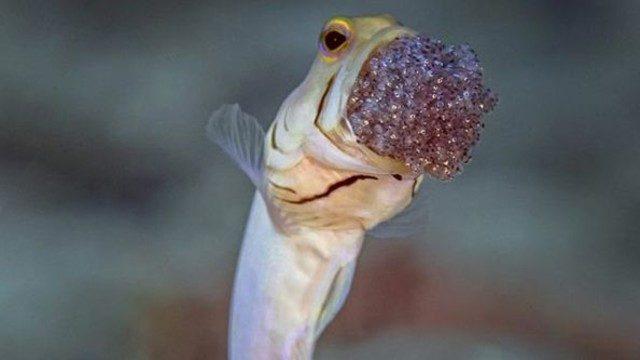 Yavrularını ağzında taşıyor