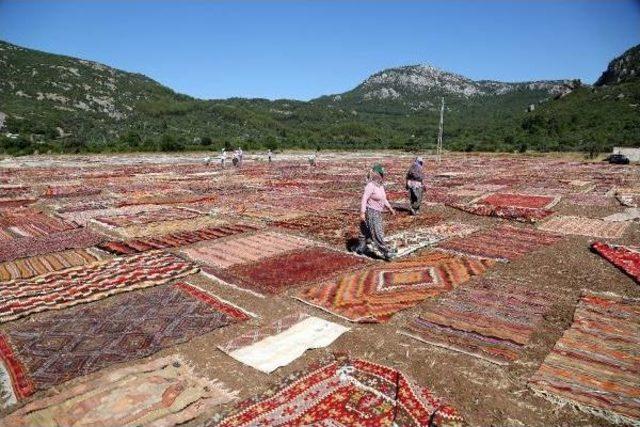 Antalya'da Halı Tarlaları