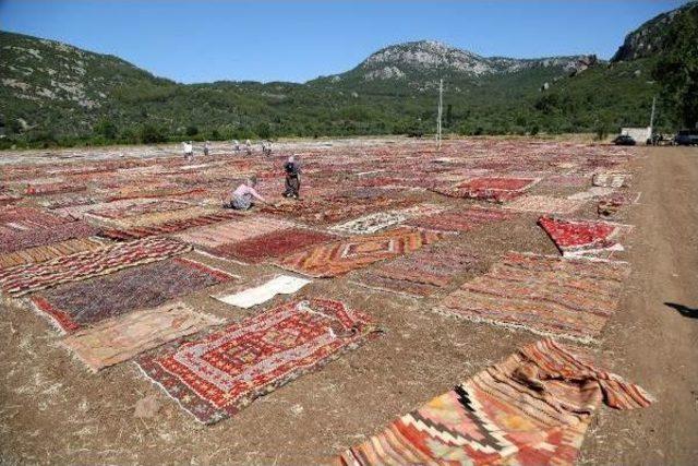 Antalya'da Halı Tarlaları