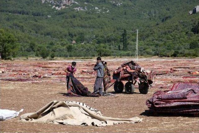 Antalya'da Halı Tarlaları