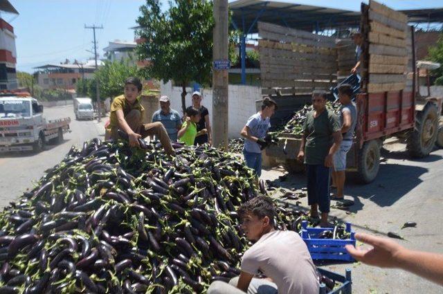 Kanalyolu Patlıcan Tarlasına Döndü