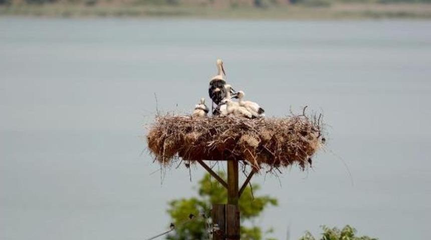 Bursa'da 13. Uluslararası Leylek Festivali Başladı