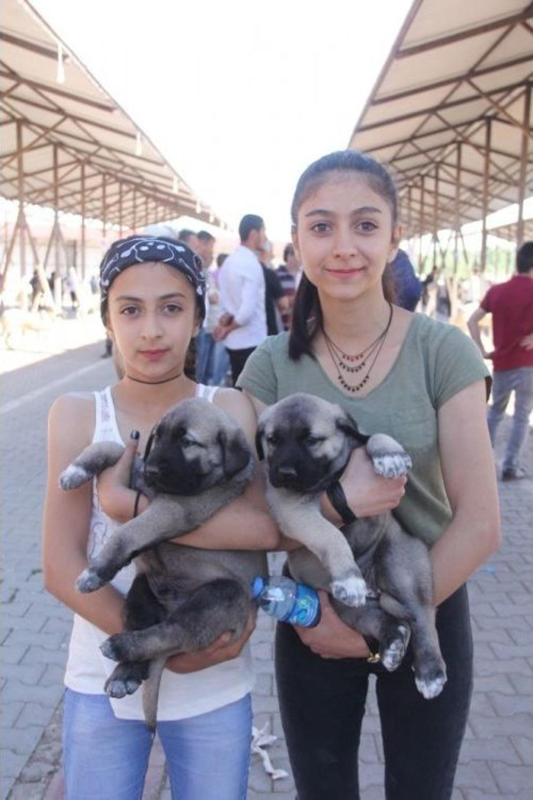 14. Kangal Festivali