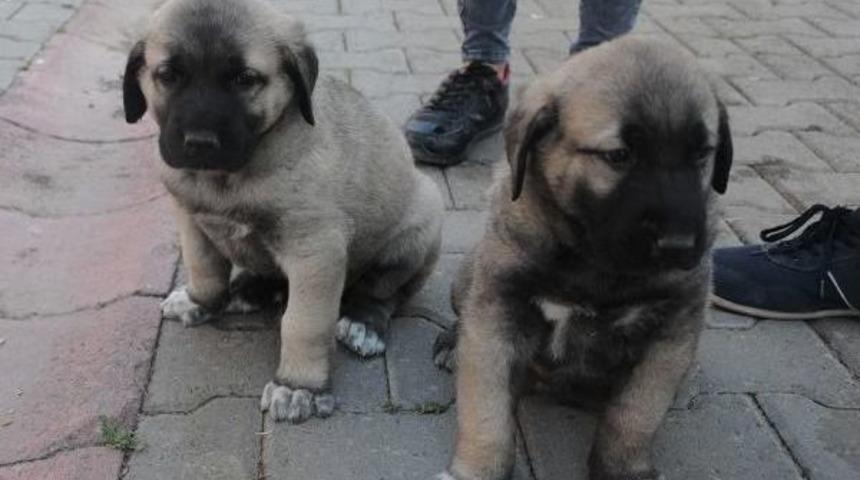 Kangal K&ouml;pekleri Festivalde Ge&ccedil;iş Yaptı