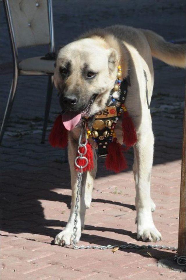 Kangal Köpekleri Festivalde Geçiş Yaptı