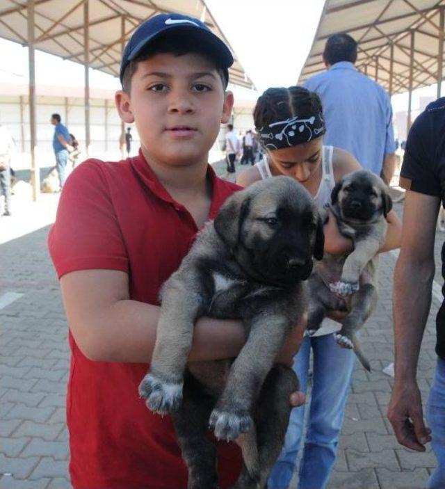 Kangal Köpekleri Festivalde Geçiş Yaptı