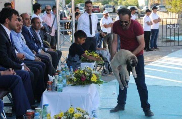 Kangal Köpekleri Festivalde Geçiş Yaptı