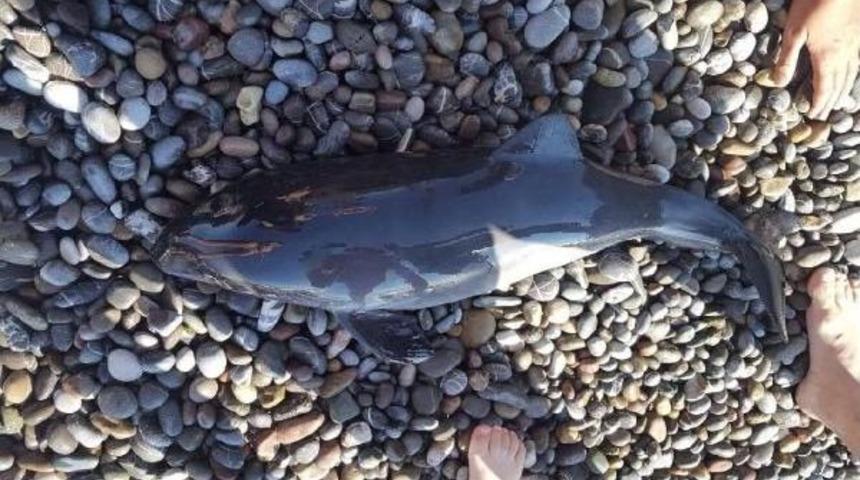 Kastamonu'da &Ouml;l&uuml; Yavru Yunus, Sahile Vurdu