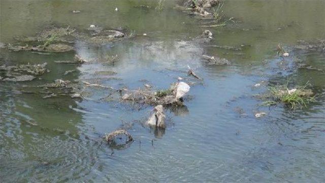 Kars Çayı Artık Pis Kokuyor