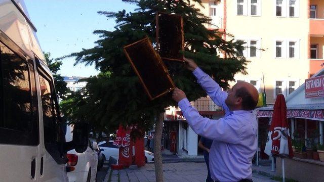 Firari Bal Arıları Şehir Merkezine İndi