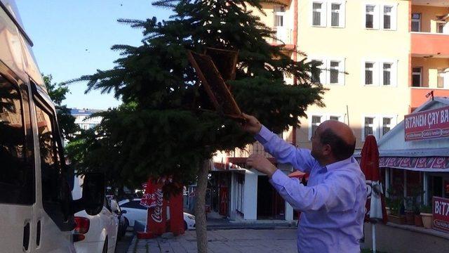 Firari Bal Arıları Şehir Merkezine İndi