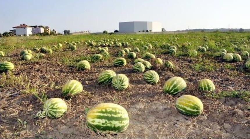 Binlerce D&ouml;n&uuml;m Kavun Ve Karpuz Sıcaktan Yandı