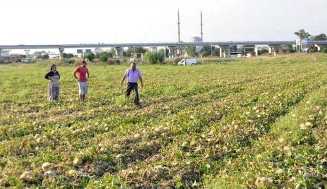 Binlerce Dönüm Kavun Ve Karpuz Sıcaktan Yandı