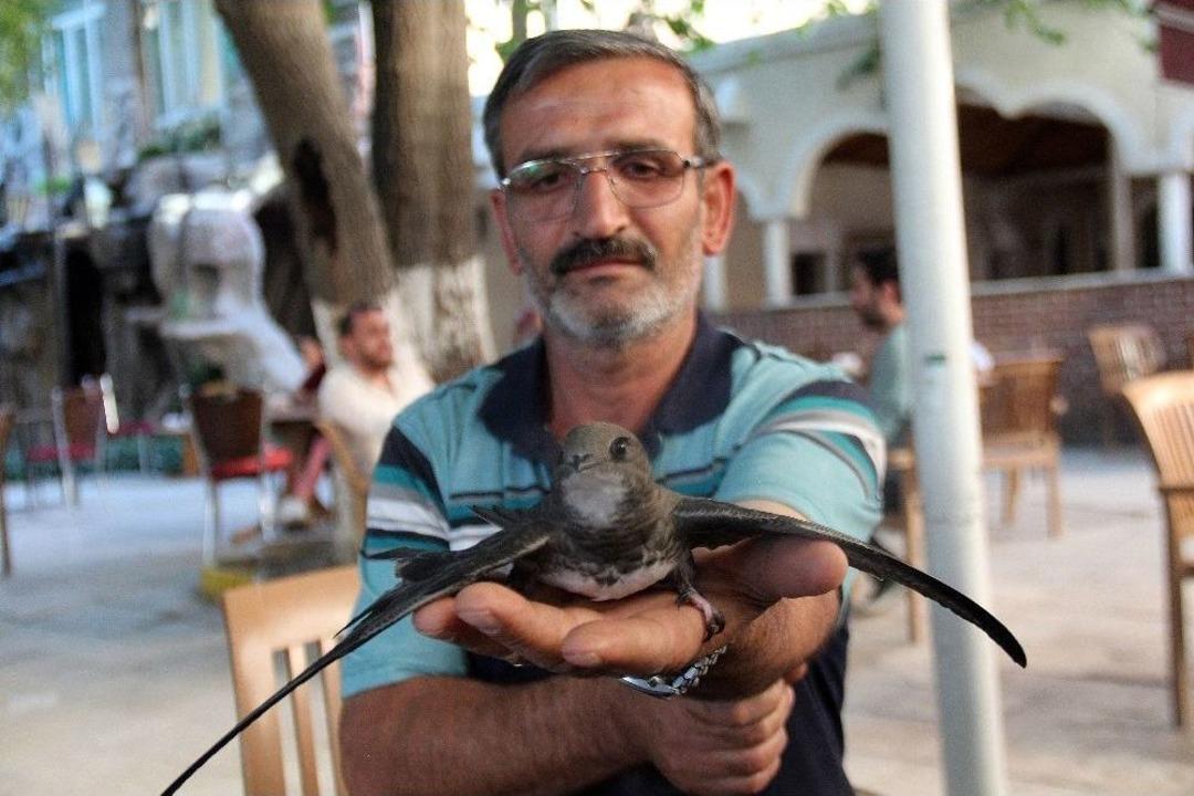 3,5 Yıldır Ebabil Kuşu Omzunda Geziyor, G&ouml;ren Şaşırıyor