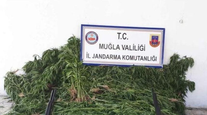 Ormanlık Alanda Hintkeneveri Yetiştiren Iki Kardeş Tutuklandı