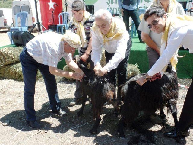 Karaburun&rsquo;da Kırkım Şenliği Coşkusu 3
