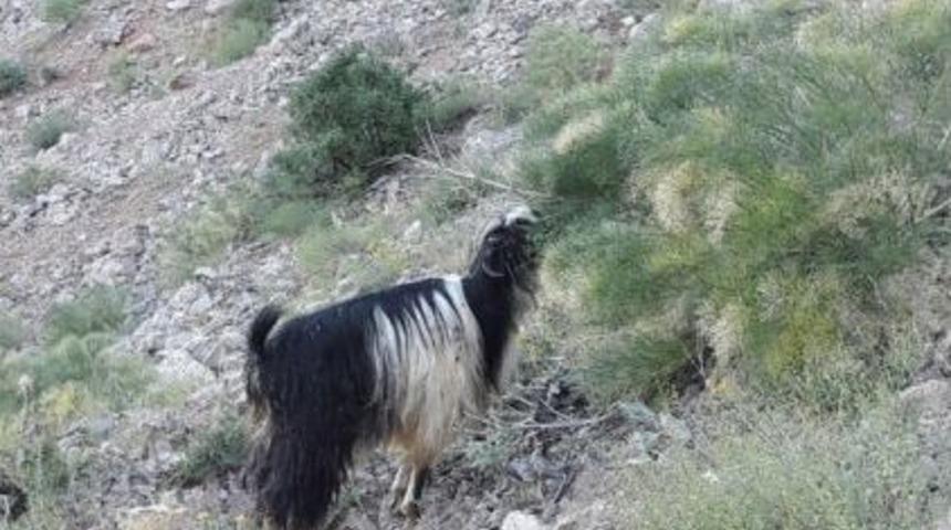 Kayalıklarda Mahsur Kalan Ke&ccedil;i Kurtarıldı