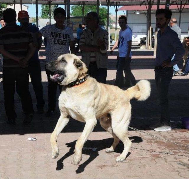 Kangal'daki Festivalin Ilgi Odağı 'sezar' Oldu