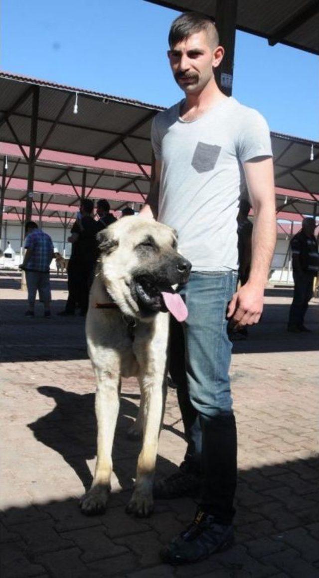 Kangal'daki Festivalin Ilgi Odağı 'sezar' Oldu