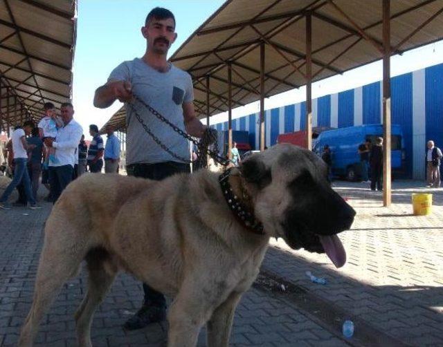 Kangal'daki Festivalin Ilgi Odağı 'sezar' Oldu