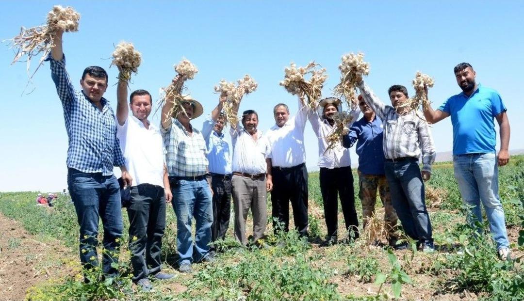 Aksaray Sarımsak &Uuml;retiminde İddialı