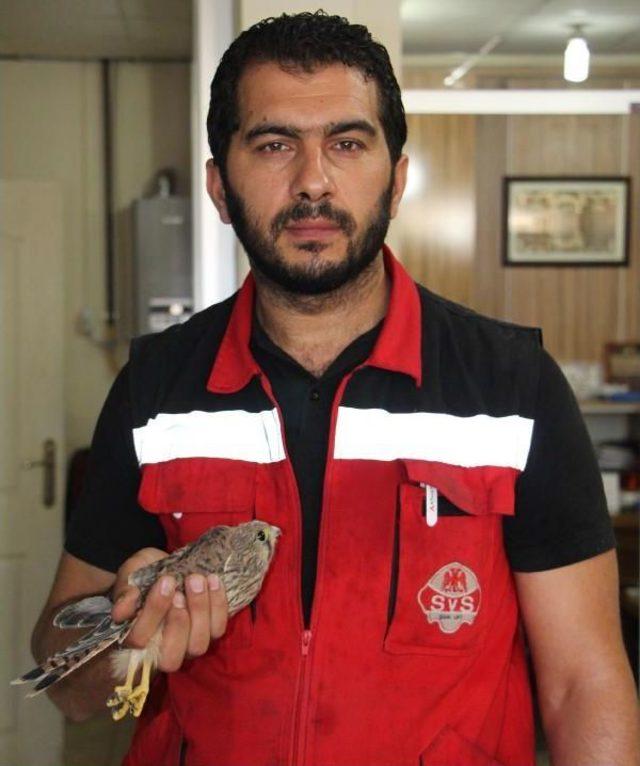 Yavru Atmaca Koruma Altına Alındı 1