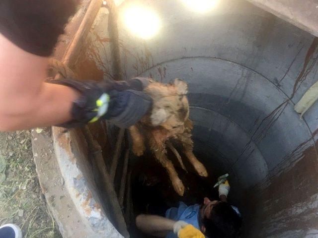 Eyüp Belediyesi Veteriner İşleri Müdürlüğü Ekipleri Kanala Düşen Yavru Köpeği Kurtardı