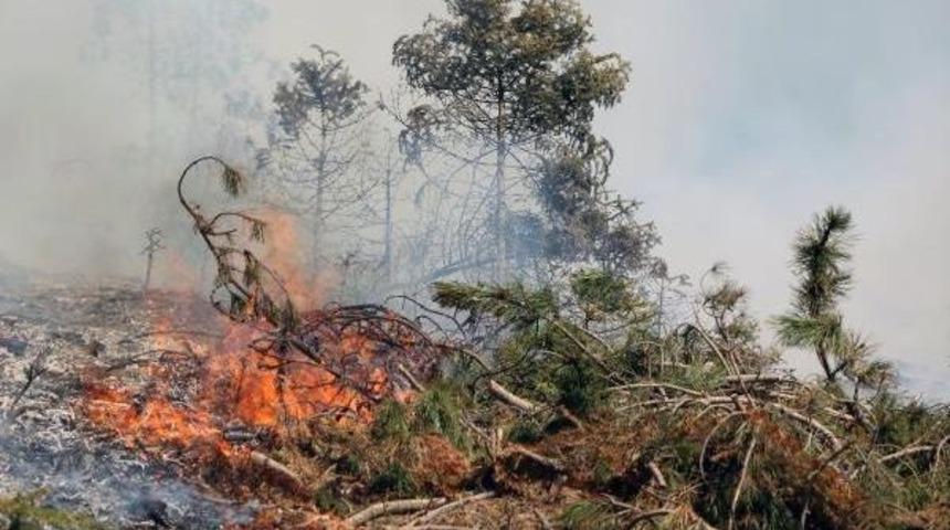 Bolu'da Orman Yangını