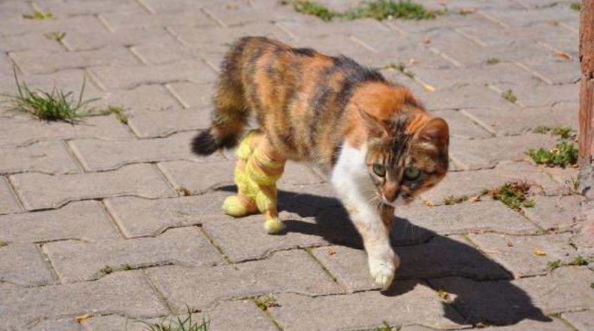 Bacakları Kopan Hamile Kediye Protez Bacak Takıldı