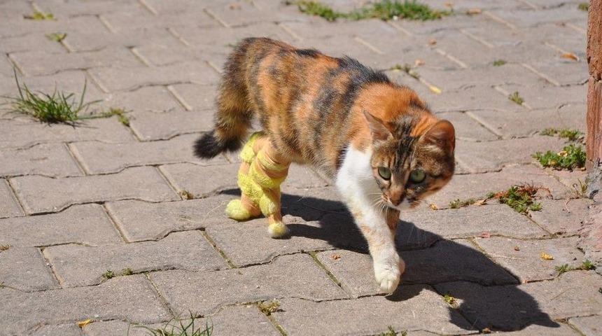 Bacakları Kopan Hamile Kedi Protez Bacakları İle İlk Adımını Attı