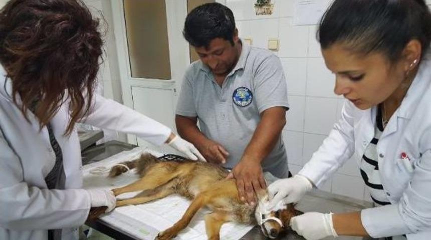 Avcılar'da Bulunan Tilki Tedavi Altında