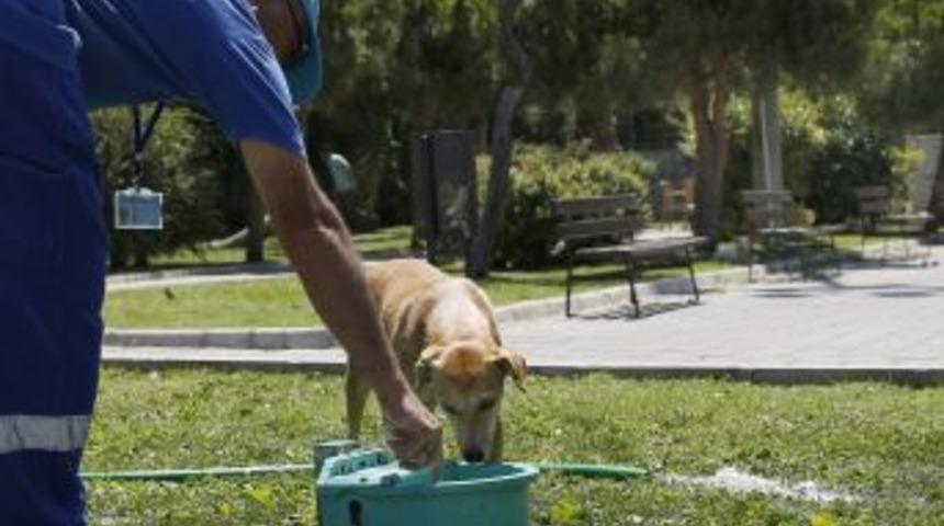 Sokak Hayvanlarını Sıcakta Susuz Bırakmıyorlar