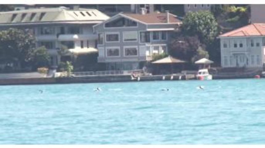 (&ouml;zel Haber) İstanbul Boğazı&rsquo;nda Yunusların Martılarla Balık Kapma Yarışı