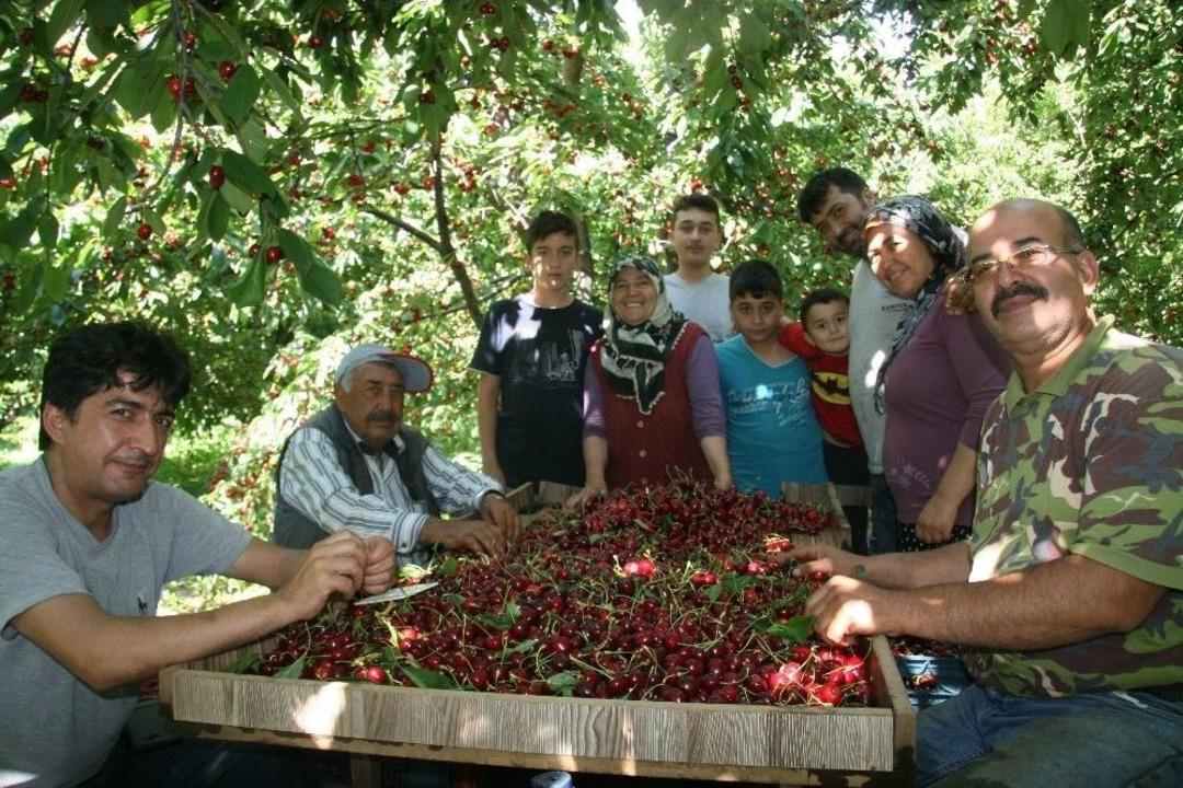 (&ouml;zel Haber) D&uuml;nyaca &Uuml;nl&uuml; Sultandağı Kirazında Hasat D&ouml;neminin Sonuna Yaklaşıldı