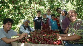 (özel Haber) Dünyaca Ünlü Sultandağı Kirazında Hasat Döneminin Sonuna Yaklaşıldı