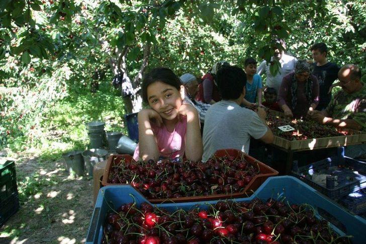 (özel Haber) Dünyaca Ünlü Sultandağı Kirazında Hasat Döneminin Sonuna Yaklaşıldı G1