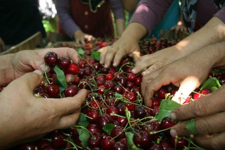 (özel Haber) Dünyaca Ünlü Sultandağı Kirazında Hasat Döneminin Sonuna Yaklaşıldı G3