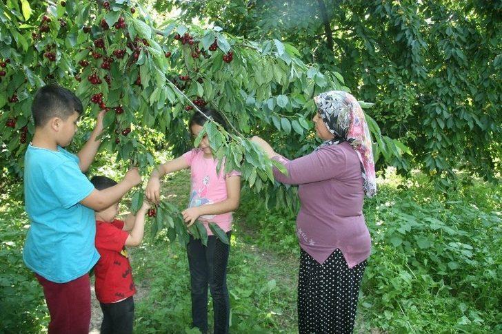 (özel Haber) Dünyaca Ünlü Sultandağı Kirazında Hasat Döneminin Sonuna Yaklaşıldı G5