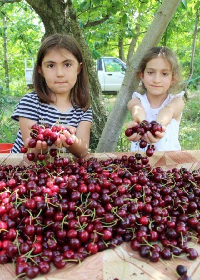 Yağış Nedeniyle Kirazda Rekolte Düştü