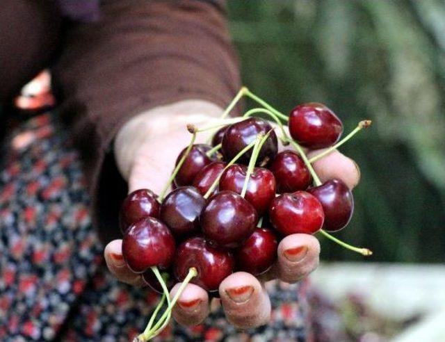 Yağış Nedeniyle Kirazda Rekolte Düştü