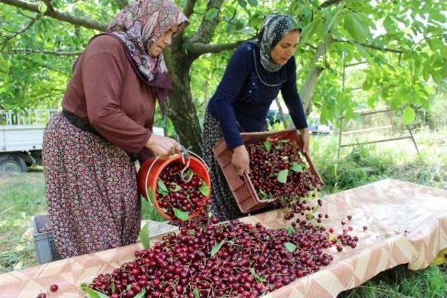 Yağış Nedeniyle Kirazda Rekolte Düştü