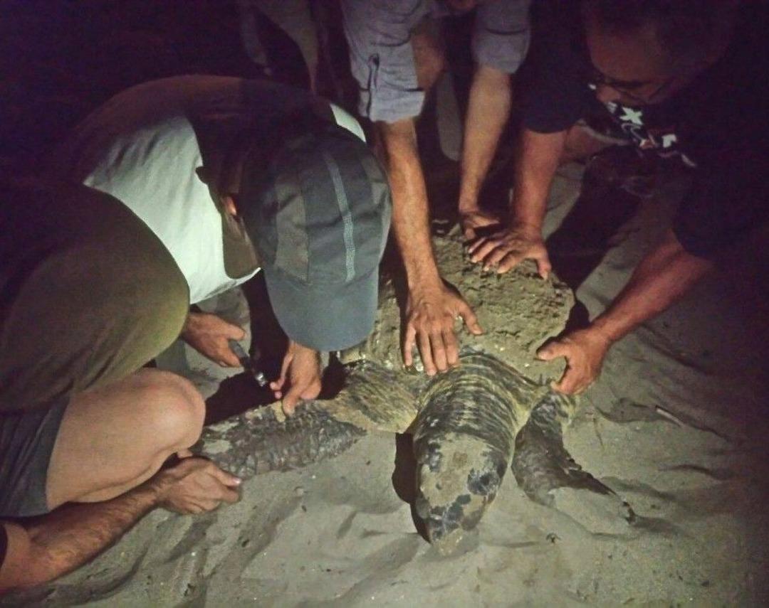 Caretta Caretta Yuva Yapmak İ&ccedil;in Karaya &Ccedil;ıktı