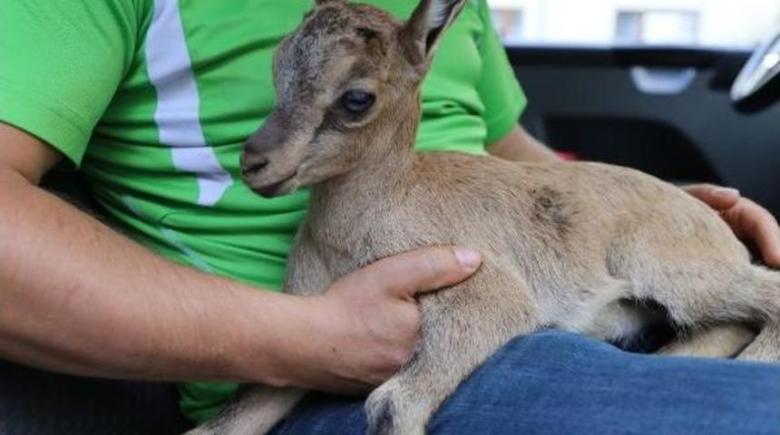 Artvin&rsquo;De Yaralı Bulunan Yavru Dağ Ke&ccedil;isi Kars&rsquo;A G&ouml;nderildi