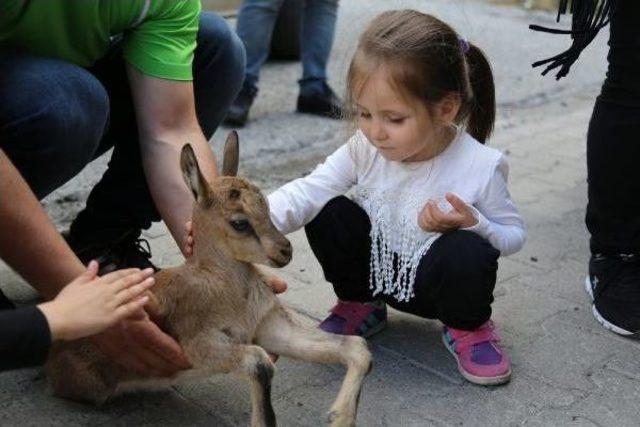 Artvin’De Yaralı Bulunan Yavru Dağ Keçisi Kars’A Gönderildi 1
