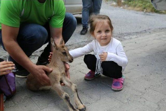 Artvin’De Yaralı Bulunan Yavru Dağ Keçisi Kars’A Gönderildi 2