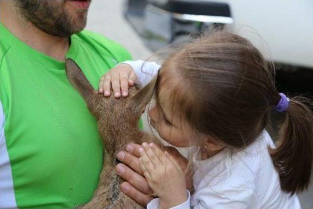 Artvin’De Yaralı Bulunan Yavru Dağ Keçisi Kars’A Gönderildi 3