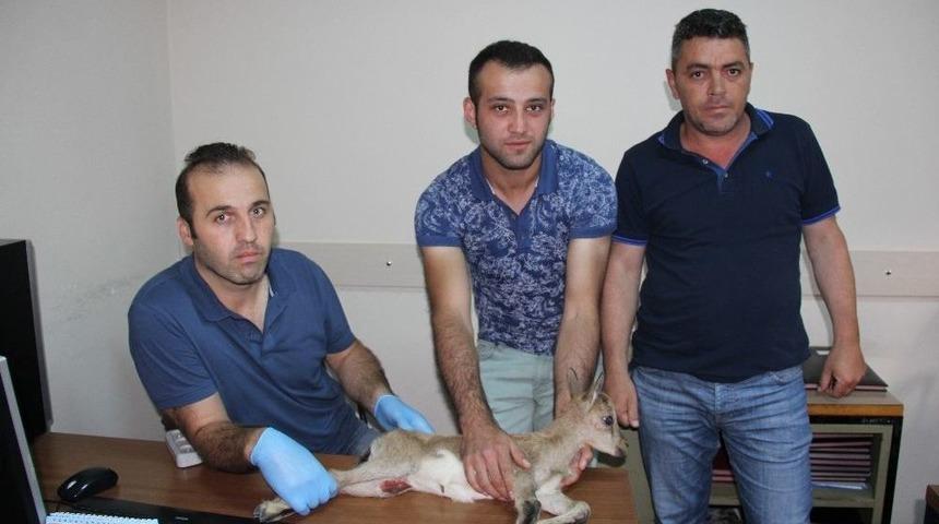 Yaralı Dağ Ke&ccedil;isi Artvin&rsquo;den Kafkas &Uuml;niversitesi Veteriner Hekimliği Fak&uuml;ltesi&rsquo;ne Sevk Edildi